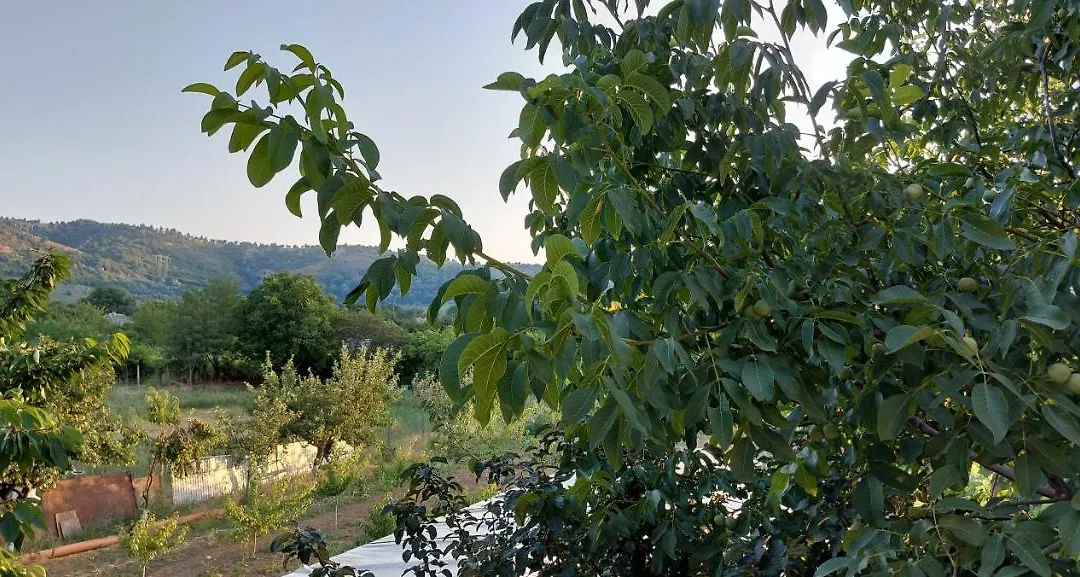 Agropensiunea Olteanu-1