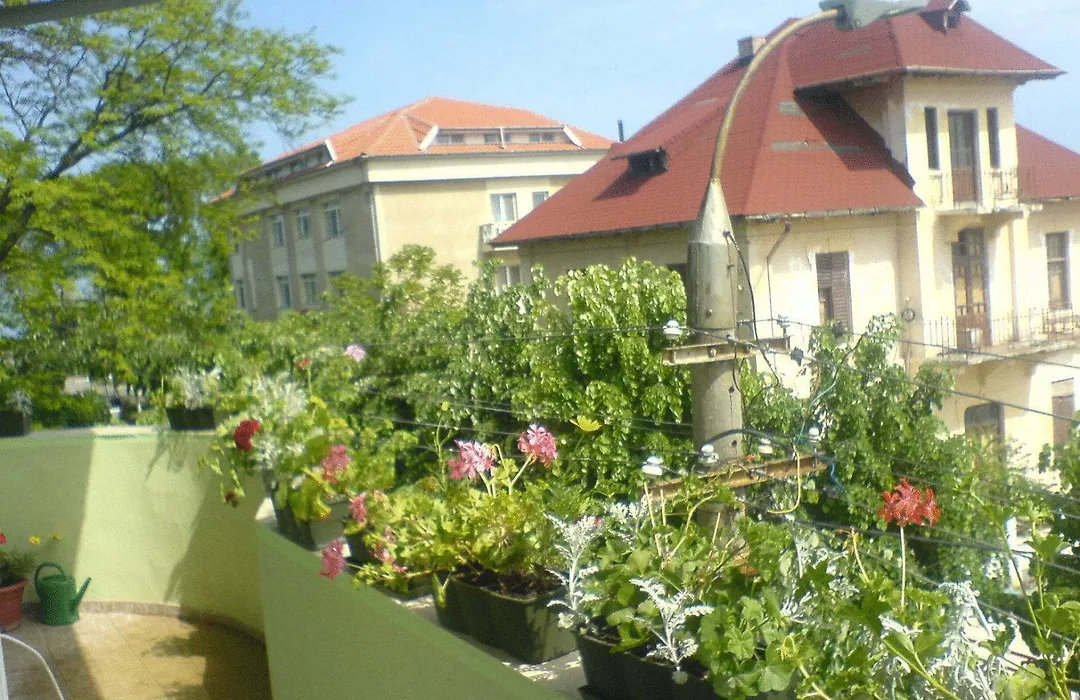 Paradox Movila-1