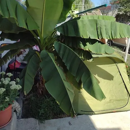 Thai House-3