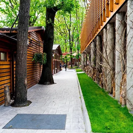 Forest M,Constanta-2