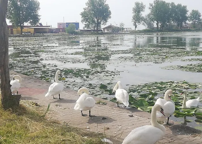 Pensiunea Scoika Steaguri Neptun, România