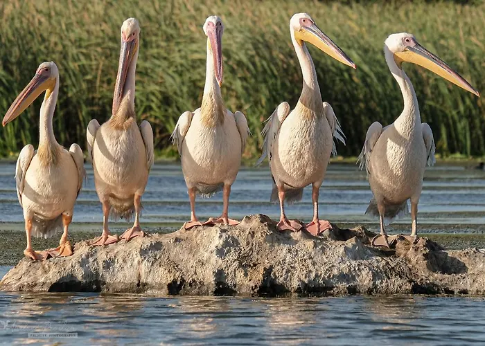 Bunica Maria - Guesthouse For Birders