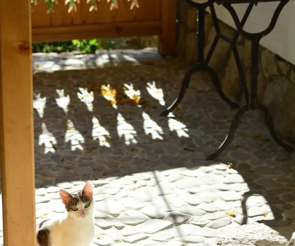 Adorabila Aproape De Natura