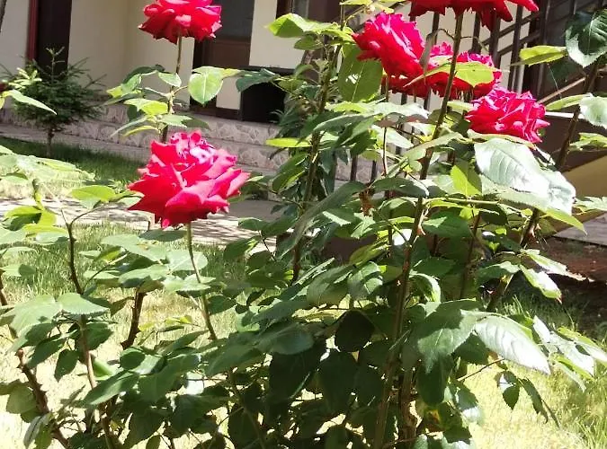 La Babusca Hotel 2 Mai, România